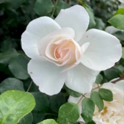 'Crazy In Love Pure'™ Rosa X 'Crazy In Love Pure'™ (Slyngrose) A-Kvalitet,- Barrods Roser Min. 3 Grene -GrønGlæde Salgsbutik p37651 53278 rosa x crazy in love pure buketrose 7f73