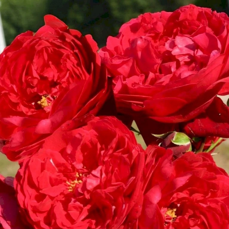 'Florentina'® Rosa X 'Florentina'® (Klatrerose) A-Kvalitet,- Barrods Roser Min. 3 Grene 1 'Florentina'® Rosa X 'Florentina'® (Klatrerose) A-Kvalitet,- Barrods Roser Min. 3 Grene