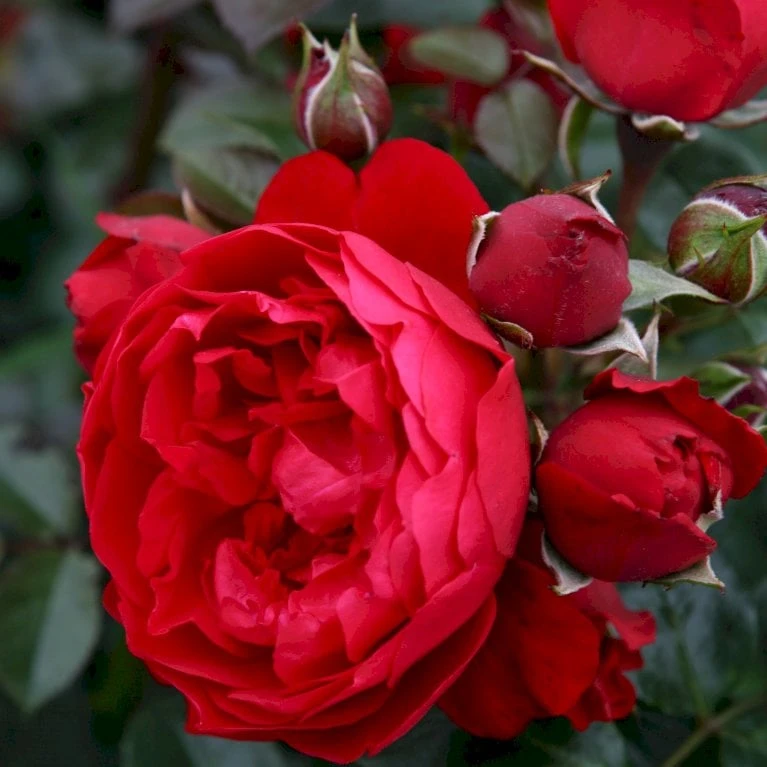 'Florentina'® Rosa X 'Florentina'® (Klatrerose) A-Kvalitet,- Barrods Roser Min. 3 Grene 3 'Florentina'® Rosa X 'Florentina'® (Klatrerose) A-Kvalitet,- Barrods Roser Min. 3 Grene - Billede 3