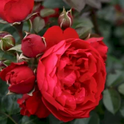 'Florentina'® Rosa X 'Florentina'® (Klatrerose) A-Kvalitet,- Barrods Roser Min. 3 Grene 8 'Florentina'® Rosa X 'Florentina'® (Klatrerose) A-Kvalitet,- Barrods Roser Min. 3 Grene -GrønGlæde Salgsbutik p37654 53566 rosa x florentina klatrerose f3c5