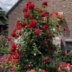 'Florentina'® Rosa X 'Florentina'® (Klatrerose) A-Kvalitet,- Barrods Roser Min. 3 Grene 9 'Florentina'® Rosa X 'Florentina'® (Klatrerose) A-Kvalitet,- Barrods Roser Min. 3 Grene -GrønGlæde Salgsbutik p37654 53567 rosa x florentina klatrerose b0d5