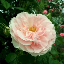 'Kir Royal' Rosa X 'Kir Royal' (Slyngrose) A-Kvalitet,- Barrods Roser Min. 3 Grene