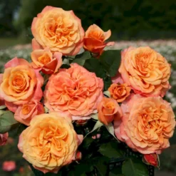 'La Villa Cotta'® Rosa X 'La Villa Cotta'® (Buketrose) A-Kvalitet,- Barrods Roser Min. 3 Grene -GrønGlæde Salgsbutik p37657 53592 rosa x la villa cotta buskrose 6518