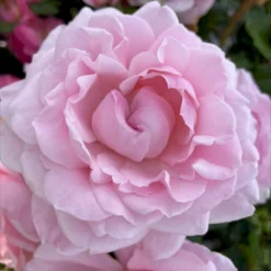 'Our First Summer'™ Rosa X 'Our First Summer'™ (Slyngrose) A-Kvalitet,- Barrods Roser Min. 3 Grene -GrønGlæde Salgsbutik p37659 53261 rosa x our first summer slyngrose 59ef