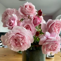 'Our First Summer'™ Rosa X 'Our First Summer'™ (Slyngrose) A-Kvalitet,- Barrods Roser Min. 3 Grene -GrønGlæde Salgsbutik p37659 53262 rosa x our first summer slyngrose 419a