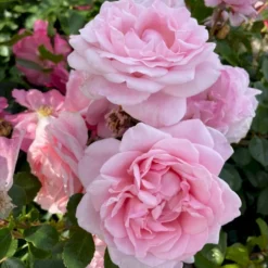 'Our First Summer'™ Rosa X 'Our First Summer'™ (Slyngrose) A-Kvalitet,- Barrods Roser Min. 3 Grene -GrønGlæde Salgsbutik p37659 53263 rosa x our first summer slyngrose 50c0