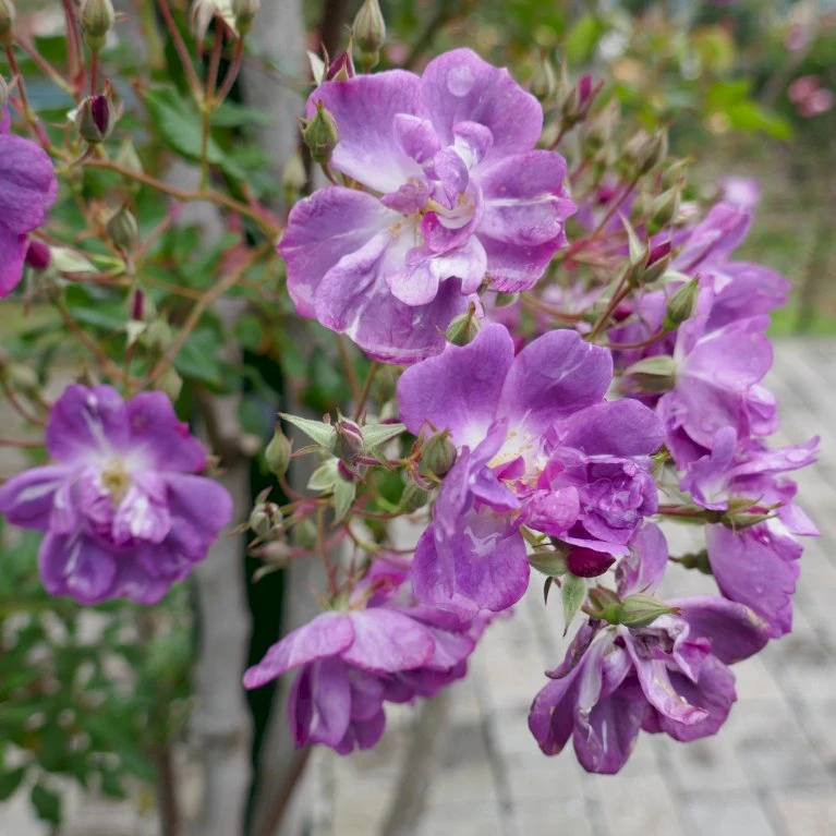 'Purple Skyliner' Rosa X 'Purple Skyliner' (Klatrerose) A-Kvalitet,- Barrods Roser Min. 3 Grene 1 'Purple Skyliner' Rosa X 'Purple Skyliner' (Klatrerose) A-Kvalitet,- Barrods Roser Min. 3 Grene