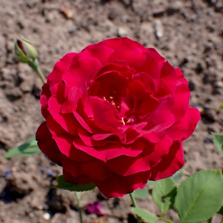 'Senegal' Rosa X 'Senegal' (Klatrerose) A-Kvalitet,- Barrods Roser Min. 3 Grene 1 'Senegal' Rosa X 'Senegal' (Klatrerose) A-Kvalitet,- Barrods Roser Min. 3 Grene