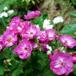 'Sibelius' Rosa Moschata 'Sibelius' (Moskusrose) A-Kvalitet,- Barrods Roser Min. 3 Grene