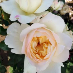 'So Much Love'™ Rosa X 'So Much Love'™ (Slyngrose) A-Kvalitet,- Barrods Roser Min. 3 Grene -GrønGlæde Salgsbutik p37664 52902 rosa x so much love slyngrose 7898