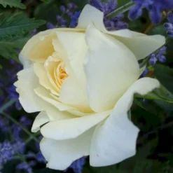 'So Much Love'™ Rosa X 'So Much Love'™ (Slyngrose) A-Kvalitet,- Barrods Roser Min. 3 Grene -GrønGlæde Salgsbutik p37664 52903 rosa x so much love slyngrose b67d