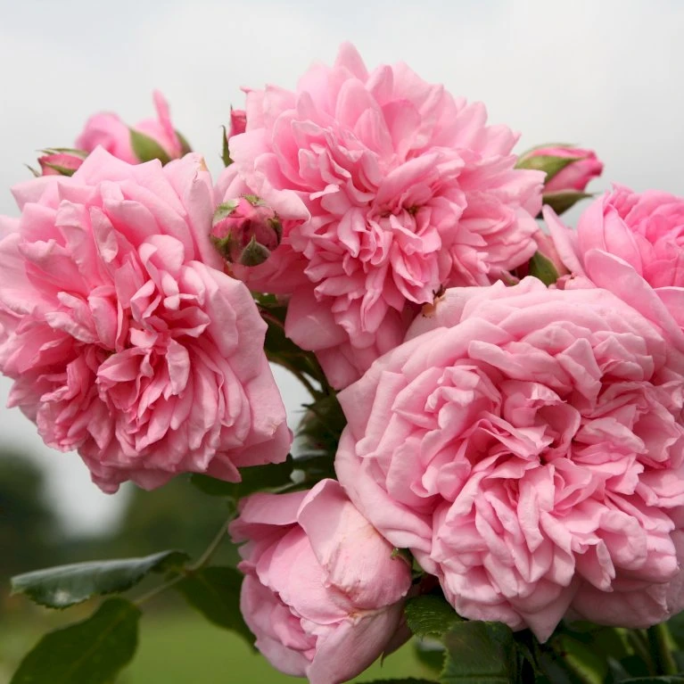 'Sweet Laguna'® Rosa X 'Sweet Laguna'® (Slyngrose) A-Kvalitet,- Barrods Roser Min. 3 Grene 3 'Sweet Laguna'® Rosa X 'Sweet Laguna'® (Slyngrose) A-Kvalitet,- Barrods Roser Min. 3 Grene - Billede 3