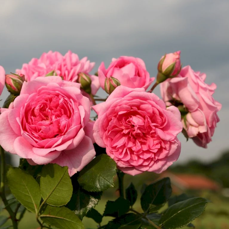 'Sweet Laguna'® Rosa X 'Sweet Laguna'® (Slyngrose) A-Kvalitet,- Barrods Roser Min. 3 Grene 4 'Sweet Laguna'® Rosa X 'Sweet Laguna'® (Slyngrose) A-Kvalitet,- Barrods Roser Min. 3 Grene - Billede 4