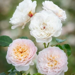 'Emily Brontë'™ Rosa X 'Emily Brontë'™ (Engelsk Rose) A-Kvalitet,- Barrods Roser Min. 3 Grene -GrønGlæde Salgsbutik p37672 52978 rosa x emily bronte engelsk rose 8a33