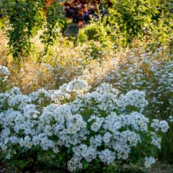 'Kew Gardens'™ Rosa X 'Kew Gardens'™ (Engelsk Rose) A-Kvalitet,- Barrods Roser Min. 3 Grene 11 'Kew Gardens'™ Rosa X 'Kew Gardens'™ (Engelsk Rose) A-Kvalitet,- Barrods Roser Min. 3 Grene -GrønGlæde Salgsbutik p37673 53043 rosa x kew gardens engelsk rose 9b38