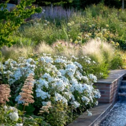 'Kew Gardens'™ Rosa X 'Kew Gardens'™ (Engelsk Rose) A-Kvalitet,- Barrods Roser Min. 3 Grene 14 'Kew Gardens'™ Rosa X 'Kew Gardens'™ (Engelsk Rose) A-Kvalitet,- Barrods Roser Min. 3 Grene -GrønGlæde Salgsbutik p37673 53046 rosa x kew gardens engelsk rose d616