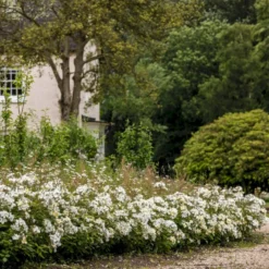 'Kew Gardens'™ Rosa X 'Kew Gardens'™ (Engelsk Rose) A-Kvalitet,- Barrods Roser Min. 3 Grene 16 'Kew Gardens'™ Rosa X 'Kew Gardens'™ (Engelsk Rose) A-Kvalitet,- Barrods Roser Min. 3 Grene -GrønGlæde Salgsbutik p37673 53048 rosa x kew gardens engelsk rose 13ad