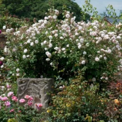 'The Albrighton Rambler'® Rosa X 'The Albrighton Rambler'® (Engelsk Rose) A-Kvalitet,- Barrods Roser Min. 3 Grene -GrønGlæde Salgsbutik p37674 53149 rosa x the albrighton rambler engelsk rose f997