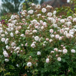 'The Albrighton Rambler'® Rosa X 'The Albrighton Rambler'® (Engelsk Rose) A-Kvalitet,- Barrods Roser Min. 3 Grene -GrønGlæde Salgsbutik p37674 53150 rosa x the albrighton rambler engelsk rose 07cb