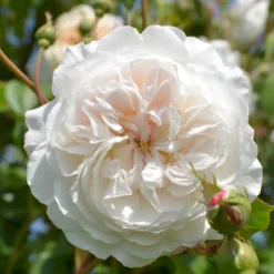 'The Albrighton Rambler'® Rosa X 'The Albrighton Rambler'® (Engelsk Rose) A-Kvalitet,- Barrods Roser Min. 3 Grene -GrønGlæde Salgsbutik p37674 53151 rosa x the albrighton rambler engelsk rose b42c