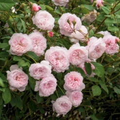 'The Albrighton Rambler'® Rosa X 'The Albrighton Rambler'® (Engelsk Rose) A-Kvalitet,- Barrods Roser Min. 3 Grene -GrønGlæde Salgsbutik p37674 53152 rosa x the albrighton rambler engelsk rose f3b5