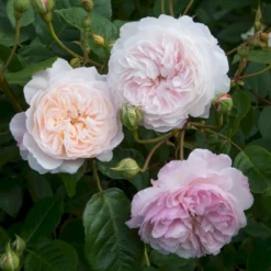 'The Albrighton Rambler'® Rosa X 'The Albrighton Rambler'® (Engelsk Rose) A-Kvalitet,- Barrods Roser Min. 3 Grene -GrønGlæde Salgsbutik p37674 53153 rosa x the albrighton rambler engelsk rose f0f9