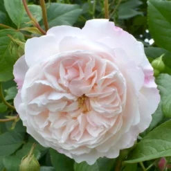 'The Albrighton Rambler'® Rosa X 'The Albrighton Rambler'® (Engelsk Rose) A-Kvalitet,- Barrods Roser Min. 3 Grene -GrønGlæde Salgsbutik p37674 53155 rosa x the albrighton rambler engelsk rose 7558