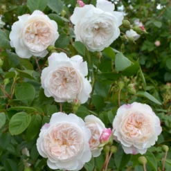 'The Albrighton Rambler'® Rosa X 'The Albrighton Rambler'® (Engelsk Rose) A-Kvalitet,- Barrods Roser Min. 3 Grene -GrønGlæde Salgsbutik p37674 53156 rosa x the albrighton rambler engelsk rose 9342