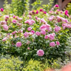 'The Ancient Mariner' Rosa X 'The Ancient Mariner' (Engelsk Rose) A-Kvalitet,- Barrods Roser Min. 3 Grene 12 'The Ancient Mariner' Rosa X 'The Ancient Mariner' (Engelsk Rose) A-Kvalitet,- Barrods Roser Min. 3 Grene -GrønGlæde Salgsbutik p37675 53158 rosa x the ancient mariner engelsk rose 9f23