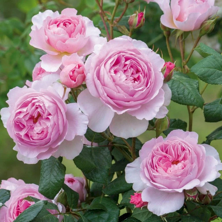 'The Ancient Mariner' Rosa X 'The Ancient Mariner' (Engelsk Rose) A-Kvalitet,- Barrods Roser Min. 3 Grene 4 'The Ancient Mariner' Rosa X 'The Ancient Mariner' (Engelsk Rose) A-Kvalitet,- Barrods Roser Min. 3 Grene - Billede 4