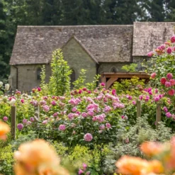 'The Ancient Mariner' Rosa X 'The Ancient Mariner' (Engelsk Rose) A-Kvalitet,- Barrods Roser Min. 3 Grene 14 'The Ancient Mariner' Rosa X 'The Ancient Mariner' (Engelsk Rose) A-Kvalitet,- Barrods Roser Min. 3 Grene -GrønGlæde Salgsbutik p37675 53160 rosa x the ancient mariner engelsk rose 0071