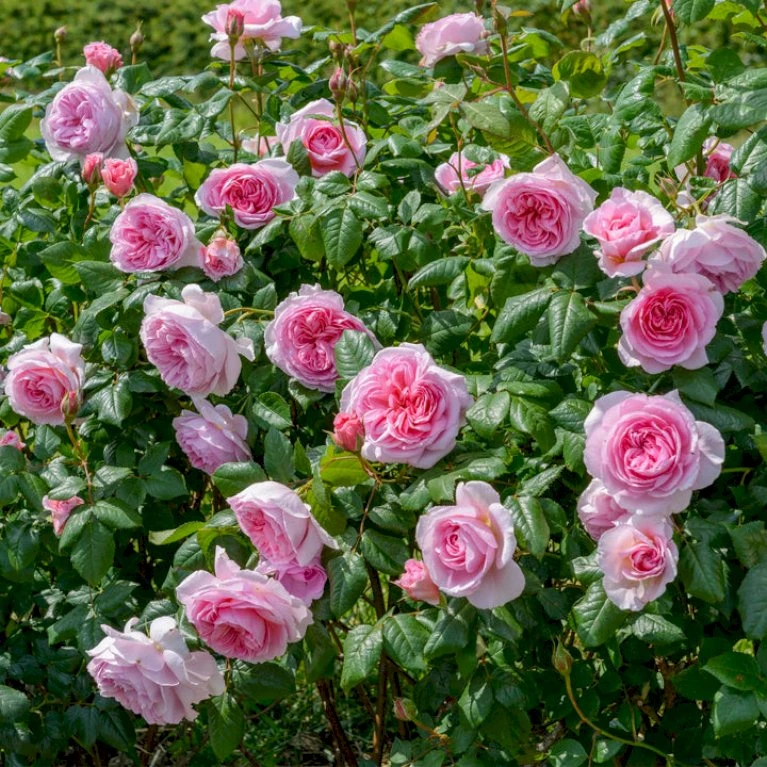 'The Ancient Mariner' Rosa X 'The Ancient Mariner' (Engelsk Rose) A-Kvalitet,- Barrods Roser Min. 3 Grene 8 'The Ancient Mariner' Rosa X 'The Ancient Mariner' (Engelsk Rose) A-Kvalitet,- Barrods Roser Min. 3 Grene - Billede 8