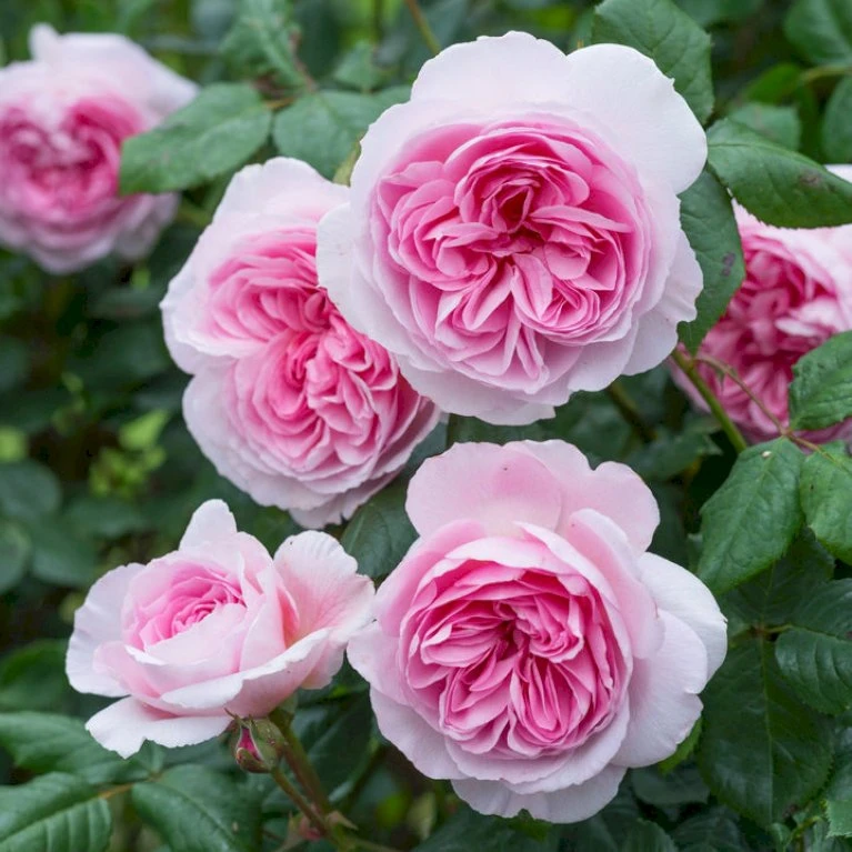 'The Ancient Mariner' Rosa X 'The Ancient Mariner' (Engelsk Rose) A-Kvalitet,- Barrods Roser Min. 3 Grene 9 'The Ancient Mariner' Rosa X 'The Ancient Mariner' (Engelsk Rose) A-Kvalitet,- Barrods Roser Min. 3 Grene - Billede 9