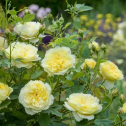 'The Country Parson'® Rosa X 'The Country Parson'® (Engelsk Rose) A-Kvalitet,- Barrods Roser Min. 3 Grene -GrønGlæde Salgsbutik p37676 53168 rosa x the country parson engelsk rose 2d40