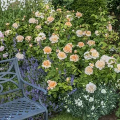 'The Lady Gardener' Rosa X 'The Lady Gardener' (Engelsk Rose) A-Kvalitet,- Barrods Roser Min. 3 Grene -GrønGlæde Salgsbutik p37677 53179 rosa x the lady gardener engelsk rose 236a