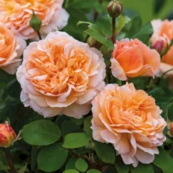 'The Lady Gardener' Rosa X 'The Lady Gardener' (Engelsk Rose) A-Kvalitet,- Barrods Roser Min. 3 Grene -GrønGlæde Salgsbutik p37677 53180 rosa x the lady gardener engelsk rose 8795