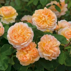 'The Lady Gardener' Rosa X 'The Lady Gardener' (Engelsk Rose) A-Kvalitet,- Barrods Roser Min. 3 Grene -GrønGlæde Salgsbutik p37677 53181 rosa x the lady gardener engelsk rose a115