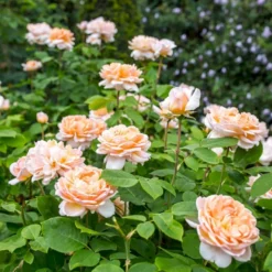 'The Lady Gardener' Rosa X 'The Lady Gardener' (Engelsk Rose) A-Kvalitet,- Barrods Roser Min. 3 Grene -GrønGlæde Salgsbutik p37677 53182 rosa x the lady gardener engelsk rose a283