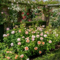 'The Lady Gardener' Rosa X 'The Lady Gardener' (Engelsk Rose) A-Kvalitet,- Barrods Roser Min. 3 Grene -GrønGlæde Salgsbutik p37677 53183 rosa x the lady gardener engelsk rose 9e63
