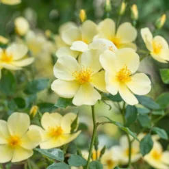 'Tottering-By-Gently'™ Rosa X 'Tottering-By-Gently'™ (Engelsk Rose) A-Kvalitet,- Barrods Roser Min. 3 Grene -GrønGlæde Salgsbutik p37678 53223 rosa x tottering by gently engelsk rose 2344