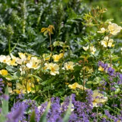 'Tottering-By-Gently'™ Rosa X 'Tottering-By-Gently'™ (Engelsk Rose) A-Kvalitet,- Barrods Roser Min. 3 Grene -GrønGlæde Salgsbutik p37678 53224 rosa x tottering by gently engelsk rose 1d13