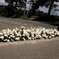 'White Cover'® Rosa X 'White Cover'® (Bunddækkerose) A-Kvalitet,- Barrods Roser Min. 3 Grene -GrønGlæde Salgsbutik p376 52026 rosa x white cover bunddaekkerose f029