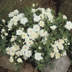 'White Cover'® Rosa X 'White Cover'® (Bunddækkerose) A-Kvalitet,- Barrods Roser Min. 3 Grene -GrønGlæde Salgsbutik p376 52027 rosa x white cover bunddaekkerose 544a