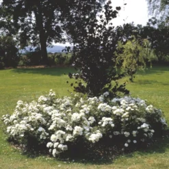 'White Cover'® Rosa X 'White Cover'® (Bunddækkerose) A-Kvalitet,- Barrods Roser Min. 3 Grene -GrønGlæde Salgsbutik p376 52028 rosa x white cover bunddaekkerose 0581