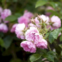 Rynket Rose 'Pink Grootendorst' Rosa Rugosa 'Pink Grootendorst' A-Kvalitet,- Barrods Roser Min. 3 Grene -GrønGlæde Salgsbutik p380 52499 rosa rugosa pink grootendorst 319b