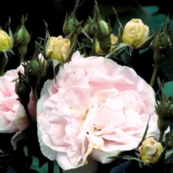 'Maidens Blush' Rosa Alba 'Maidens Blush' (Albarose) A-Kvalitet,- Barrods Roser Min. 3 Grene -GrønGlæde Salgsbutik p381 52456 rosa alba maidens blush albarose d1ff