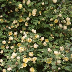 Gul Kinarose Rosa Hugonis (Hugo-rose) A-Kvalitet,- Barrods Roser Min. 3 Grene -GrønGlæde Salgsbutik p384 52870 rosa hugonis hugo rose 1206