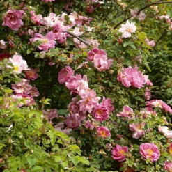 'Marguerite Hilling' Rosa Moyesii 'Marguerite Hilling' (Mandarinrose) A-Kvalitet,- Barrods Roser Min. 3 Grene -GrønGlæde Salgsbutik p386 52459 rosa moyesii marguerite hilling mandarinrose 6ec9