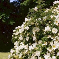 'Nevada' Rosa Moyesii 'Nevada' (Mandarinrose) A-Kvalitet,- Barrods Roser Min. 3 Grene -GrønGlæde Salgsbutik p387 52477 rosa moyesii nevada mandarinrose 597f