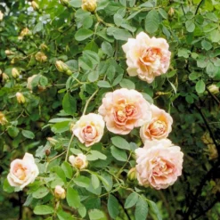 'Frühlingsduft'® Rosa Pimpinellifolia 'Frühlingsduft'® (Klitrose) A-Kvalitet,- Barrods Roser Min. 3 Grene